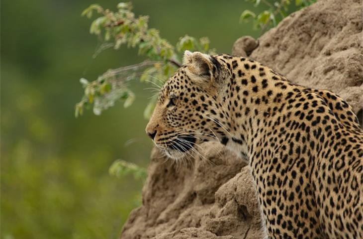 daytona leopard