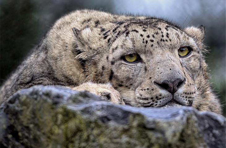 daytona leopard