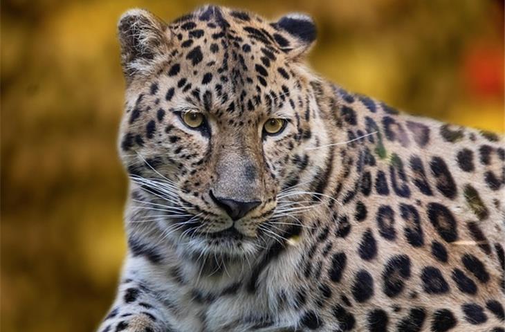 daytona leopard