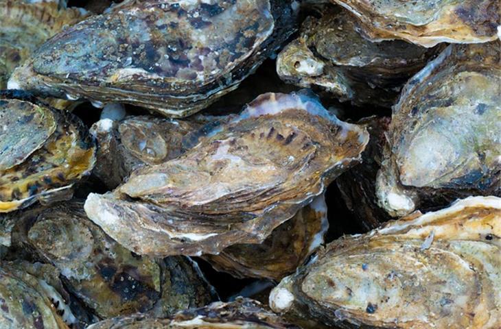 oyster flex