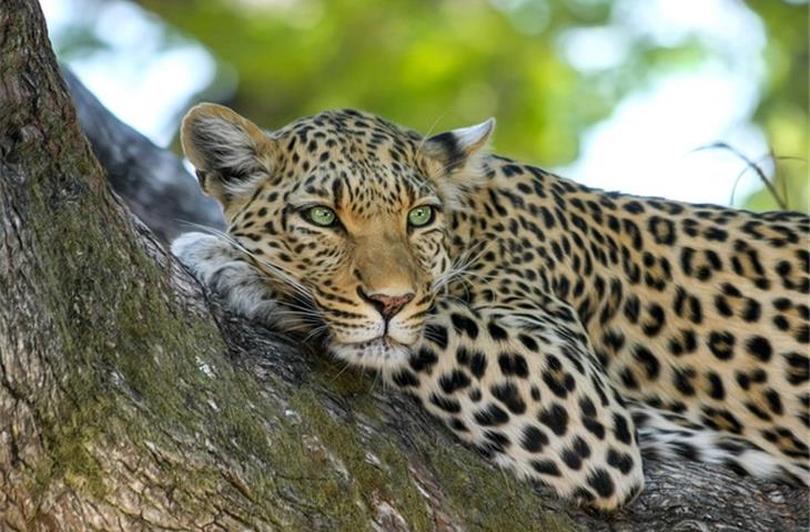 daytona leopard